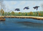 flying-ducks.jpg