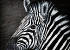 zebra.jpg